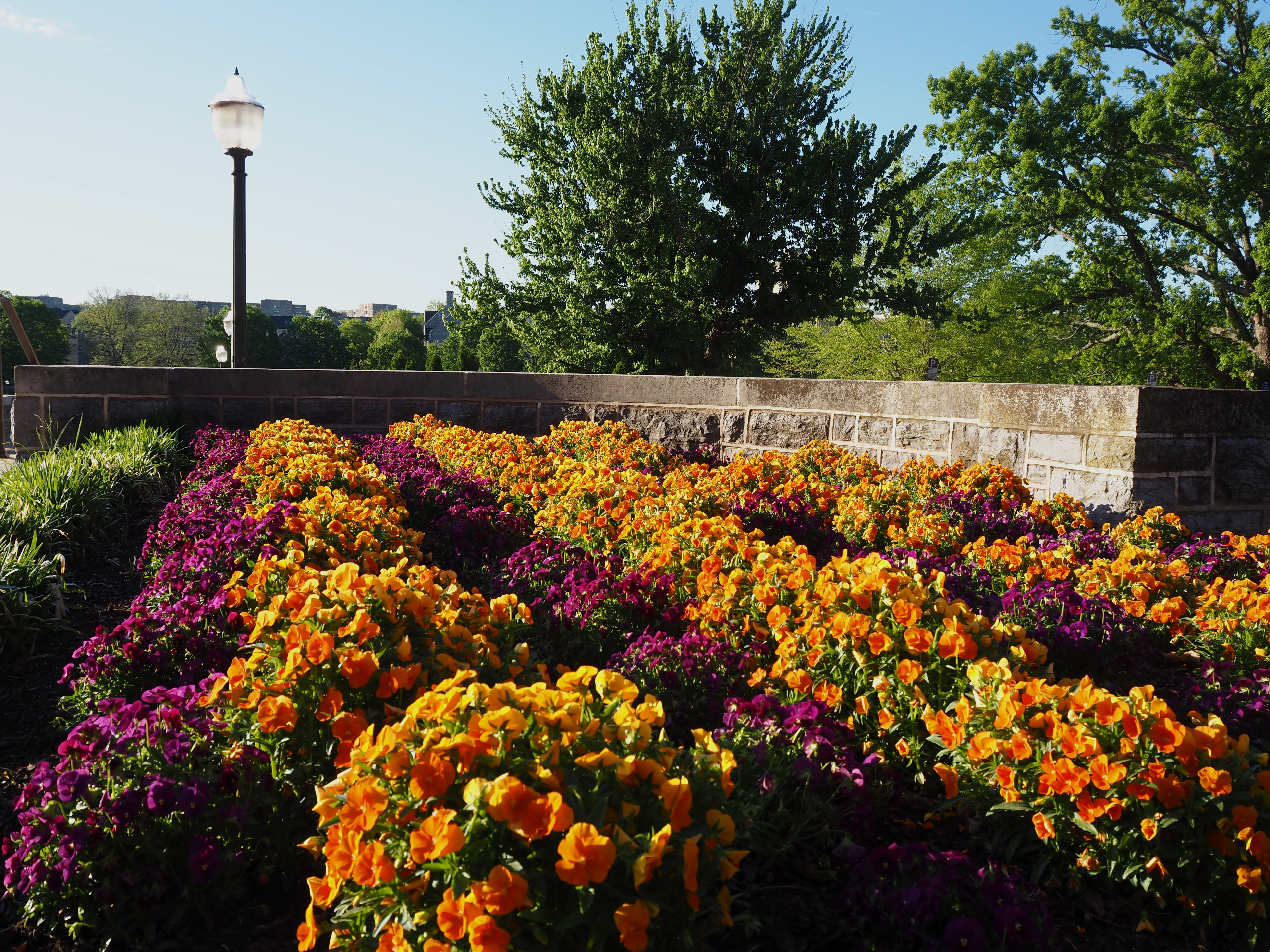 Abstract of Randolph Hall in spring, Blacksburg campus
